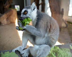 Lemur katta (Lemur catta) © robert6666
