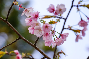 ピンクのサクラの花