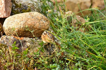 Chipmunk eating seeds