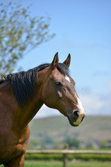 Obraz premium portrait of a horse, against a blue sky with copy-space. 