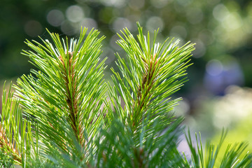 Close up shoot of needle-shaped leaves of scots pine tree.