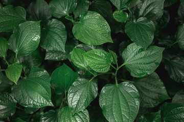 Tropical dark tone of fresh green leaves texture top view. Chaplo leaves background.