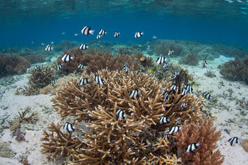 Naklejka na ściany i meble Humbug damselfish hover above fragile staghorn corals amid the remote islands of Raja Ampat, Indonesia. This equatorial region is possibly the center for marine biodiversity.