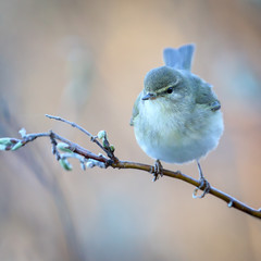 Willow Warbler is a migratory bird