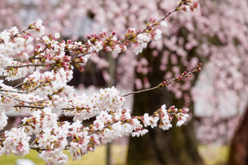 醍醐寺の桜