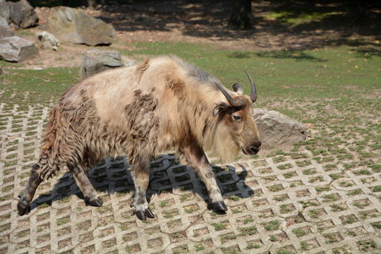 takin tybetański (syczuański)