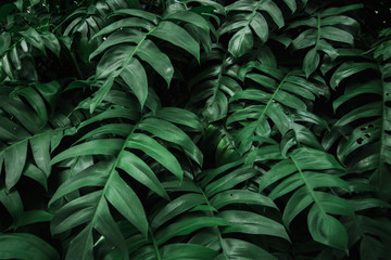 Fototapeta na wymiar Tropical green leaf in forest texture background.