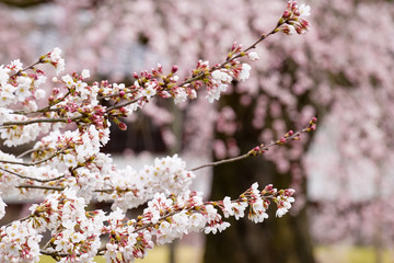 醍醐寺の桜
