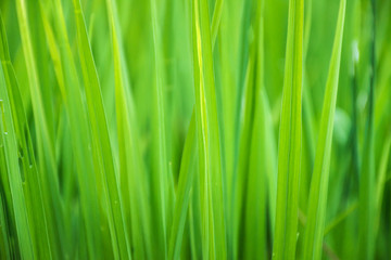 Obraz na płótnie Canvas Close up of green grass with blurred background. selective focus.