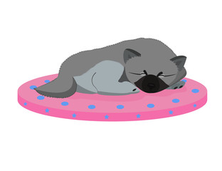 Keeshond little puppy sleeps on pink pillow.