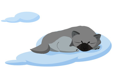 Keeshond little puppy sleeps on the cloud