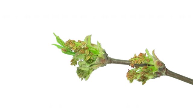 Time-Lapse Of Box Elder Flowering (Also Known As Acer Negundo, Boxelder Maple, Ash-Leaved Maple, Maple Ash)  In UHD ProRes With Alpha Channel
