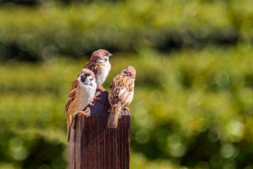 Sparrows are sitting on a wooden pillar.