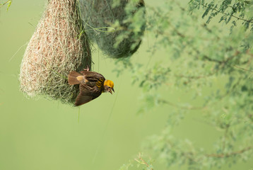 Baya weaver (Ploceus philippinus) with Nesting Colony