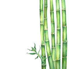Composition of 5 green stems bamboo