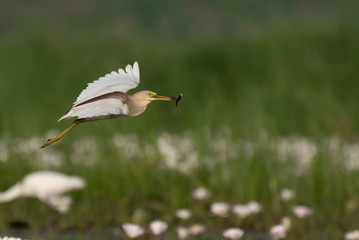 Indian Pond heron Flying with fish