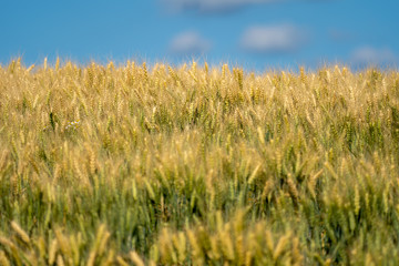 Wheat fields against blue sky in the Palouse region of Eastern Washington State