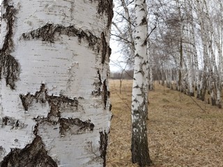 White bark of slender birch in the spring forest