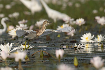 Indian Pond heron Taking off