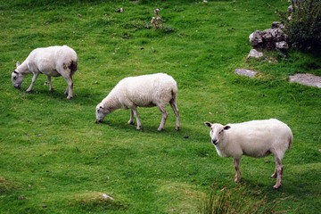 Obraz premium Sheep Grazing on Grass in a Meadow