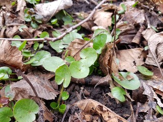 Green grass leaves under fallen dry leaves last year in spring