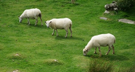 Obraz na płótnie Canvas Sheep Grazing on Grass in a Meadow