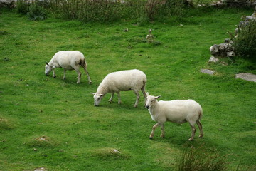Sheep Grazing on Grass in a Meadow