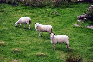 Obraz na płótnie Canvas Sheep Grazing on Grass in a Meadow