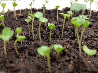 Green basil cotyledon sprouts reach for the light