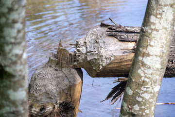 North American beaver (Castor canadensis) chopped down tree into pond with sharp teeth.