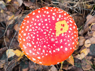 Red toadstool poisonous mushroom growth in the autumn forest, fly agaric fungi Amanita muscaria. Healing mushroom Amanita