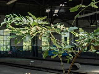 Old abandoned train station, Urbex