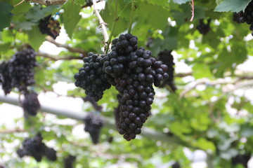 Seedless vineyard in Thailand