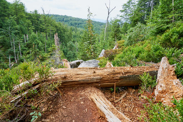 Fototapeta premium Nationalpark Bayrische Wald von Waldhäuser bis Neuschönau und rund um den Berg Lusen 1373m