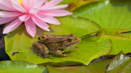 Grenouille rousse avec nénuphar dans mare. France, Gard
