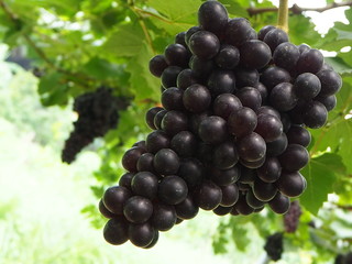 Seedless vineyard in Thailand