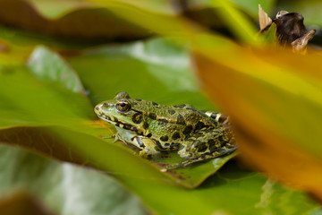 Grenouille verte à taches sombres sur feuille de nénuphar dans mare. France, Gard