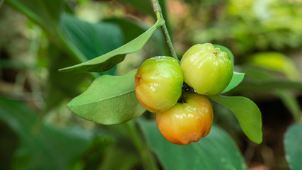 Obraz premium Cherry Thai or Acerola cherries fruit on the tree, high vitamin C and antioxidant fruits. Selective focus.