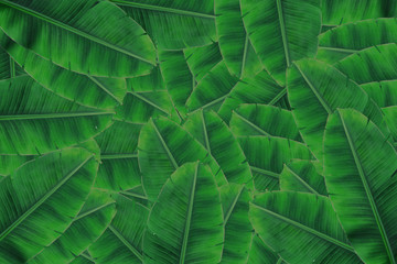 Fototapeta premium Background banana leaf. Green leaf.