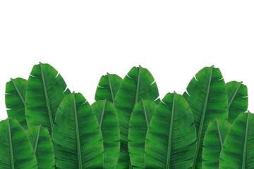 banana leaf on isolate and white background.