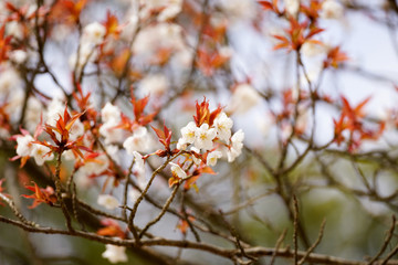 山桜の花