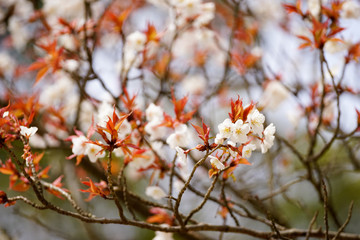 山桜の花