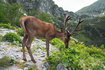 Young cute deer grazes in the mountains, wild nature