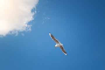 Möve am Himmel