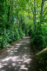 Obraz premium Track Through a green wood