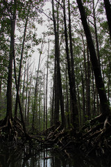 Dark mangrove tall forest