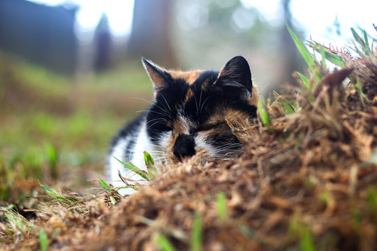 Cat sleeping peacefully on grass