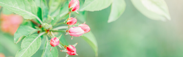 Beautiful macro of pink red wild apple cherry buds on tree branches with light green leaves. Natural floral background with copyspace. Banner header for website. Pale faded pastel colours.