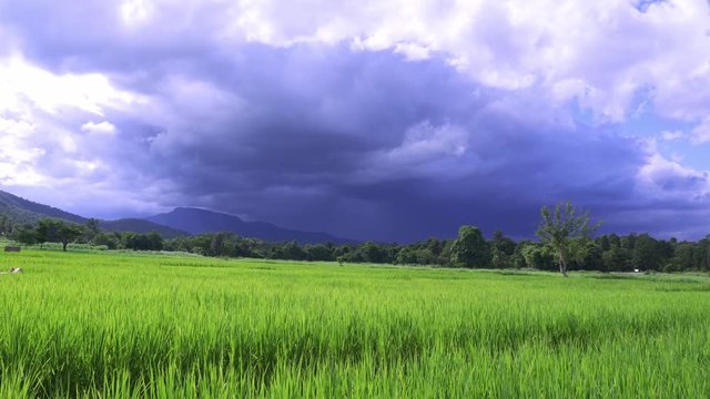 Beautiful rice fields and skies