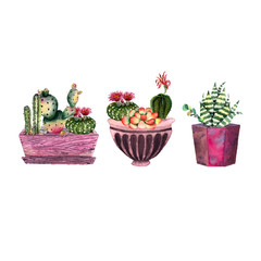 flowers in pots isolated on white